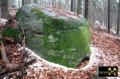 Findling 5 bei Haselberg nahe Wierzen in der Märkischen Schweiz, Brandenburg, (D) (6) 24. Januar 2016.JPG